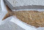 Tharsis dubius (BLAINVILLE 1818) - Bild © FossNet FossilienStore